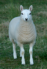 Ewe Lamb