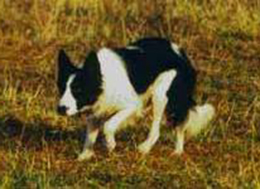 Kuykendall Coulter Border Collies | Reference Females